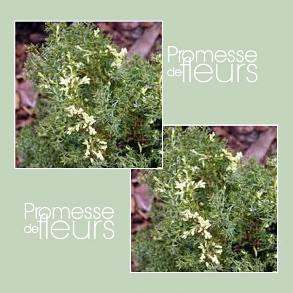 Faux Cyprès Du Japon - Chamaecyparis Obtusa Snowflake 1 Faux Cyprès Du Japon - Chamaecyparis Obtusa Snowflake