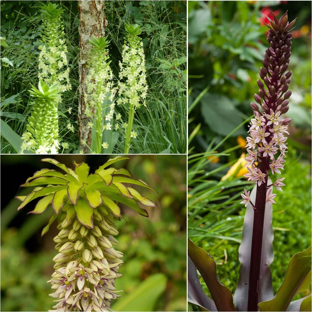 Collection 5 Eucomis 1 Collection 5 Eucomis