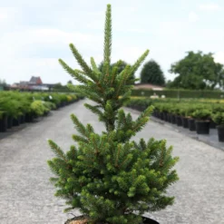 Picea Abies Will's Zwerg - Épicéa Commun