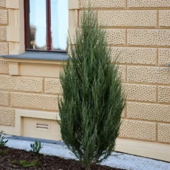Genévrier - Juniperus Scopulorum Wichita Blue