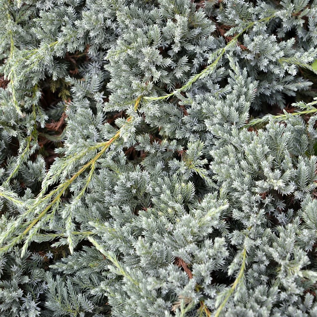 Genévrier écailleux - Juniperus Squamata Blue Spider 1 Genévrier écailleux - Juniperus Squamata Blue Spider
