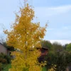 Ginkgo Biloba Fastigiata Gold Flame - Arbre Aux Quarante écus
