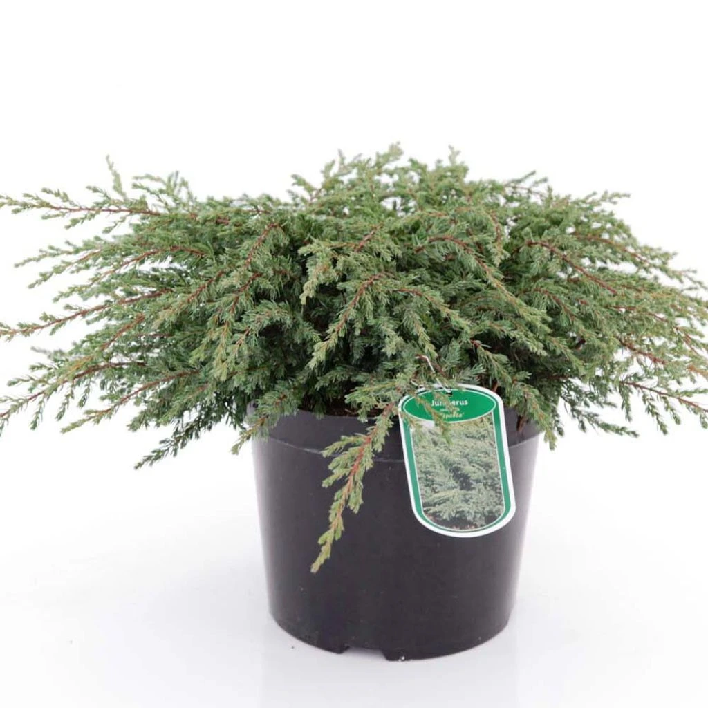 Genévrier Commun - Juniperus Communis Repanda 1 Genévrier Commun - Juniperus Communis Repanda