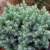Juniperus Squamata Blue Star - Genévrier écailleux