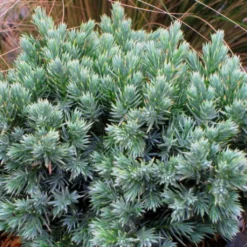 Juniperus Squamata Blue Star - Genévrier écailleux