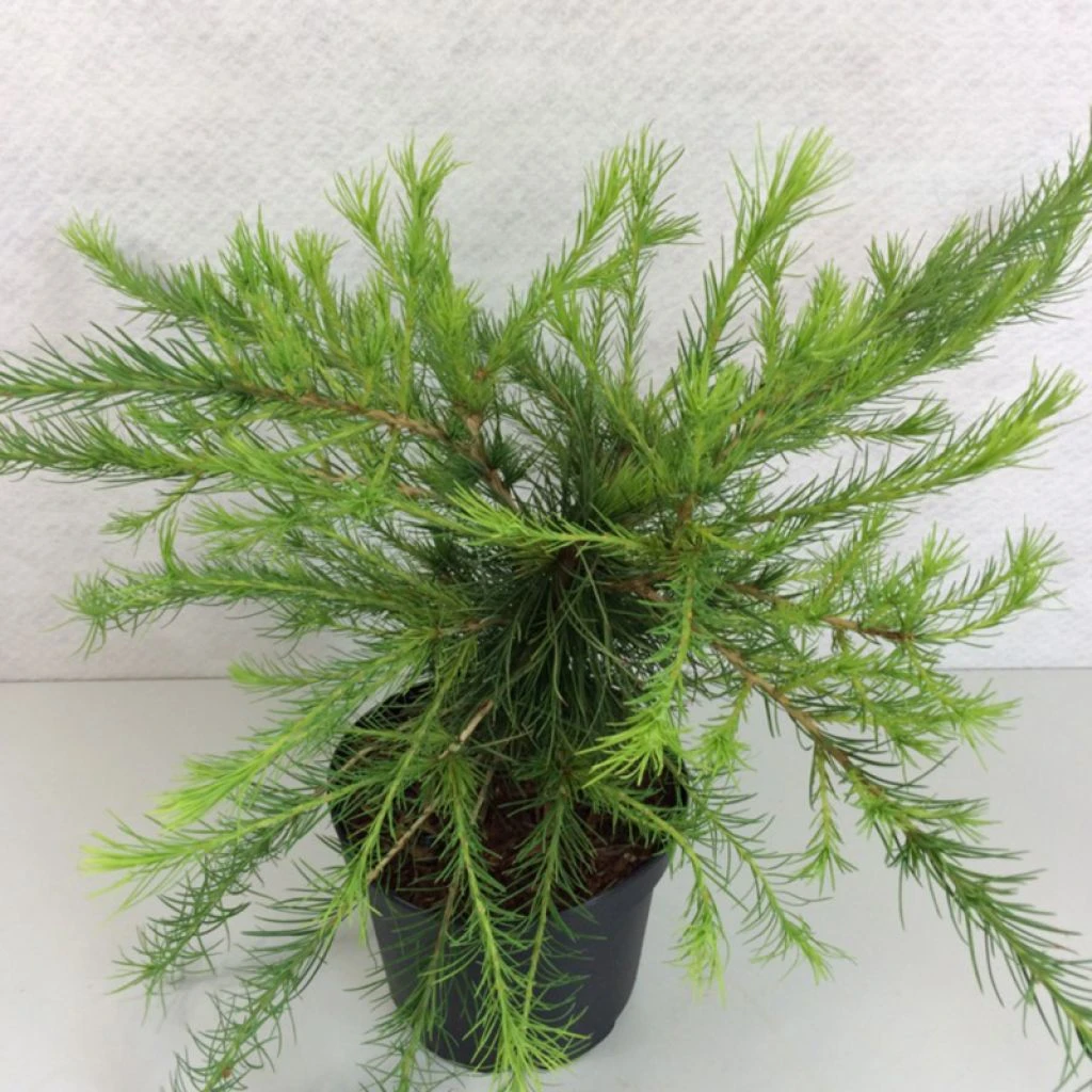 Larix Laricina Arethusa Bog - Mélèze D'Amérique Demi-nain 1 Larix Laricina Arethusa Bog - Mélèze D'Amérique Demi-nain