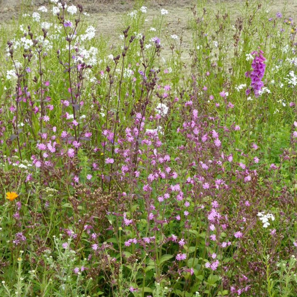 Mélange De Fleurs Sauvages Ombres & Lumières 1 Mélange De Fleurs Sauvages Ombres & Lumières