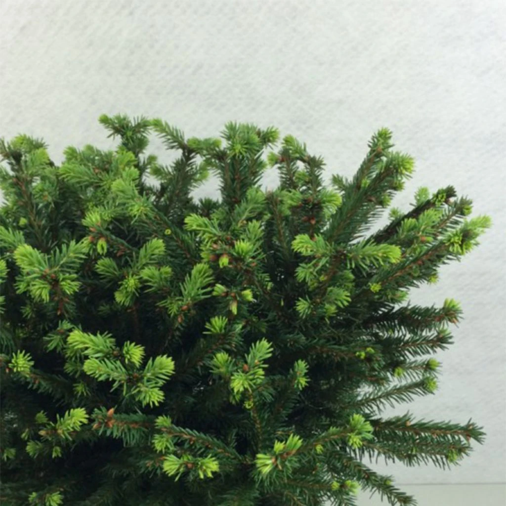 Epicea Commun - Picea Abies Maxwellii 1 Epicea Commun - Picea Abies Maxwellii