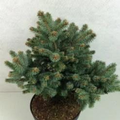 Epicea Bleu - Picea Pungens Thuem