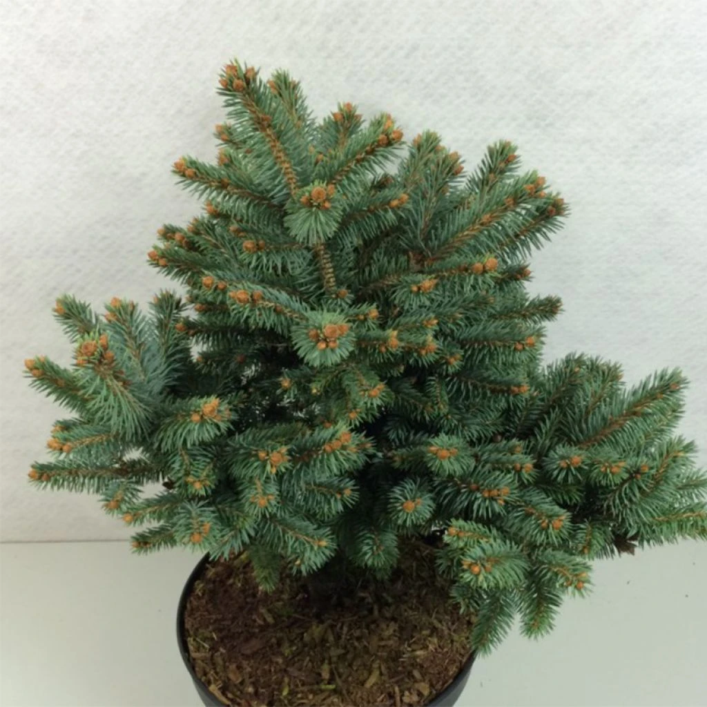 Epicea Bleu - Picea Pungens Thuem 1 Epicea Bleu - Picea Pungens Thuem