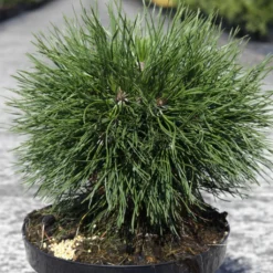 Pin De Montagne - Pinus Mugo Varella