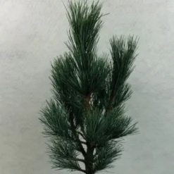 Pin Cembro Nain - Pinus Cembra Compacta Glauca