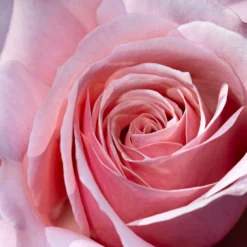 Rosier à Grandes Fleurs Pierre De Luxembourg