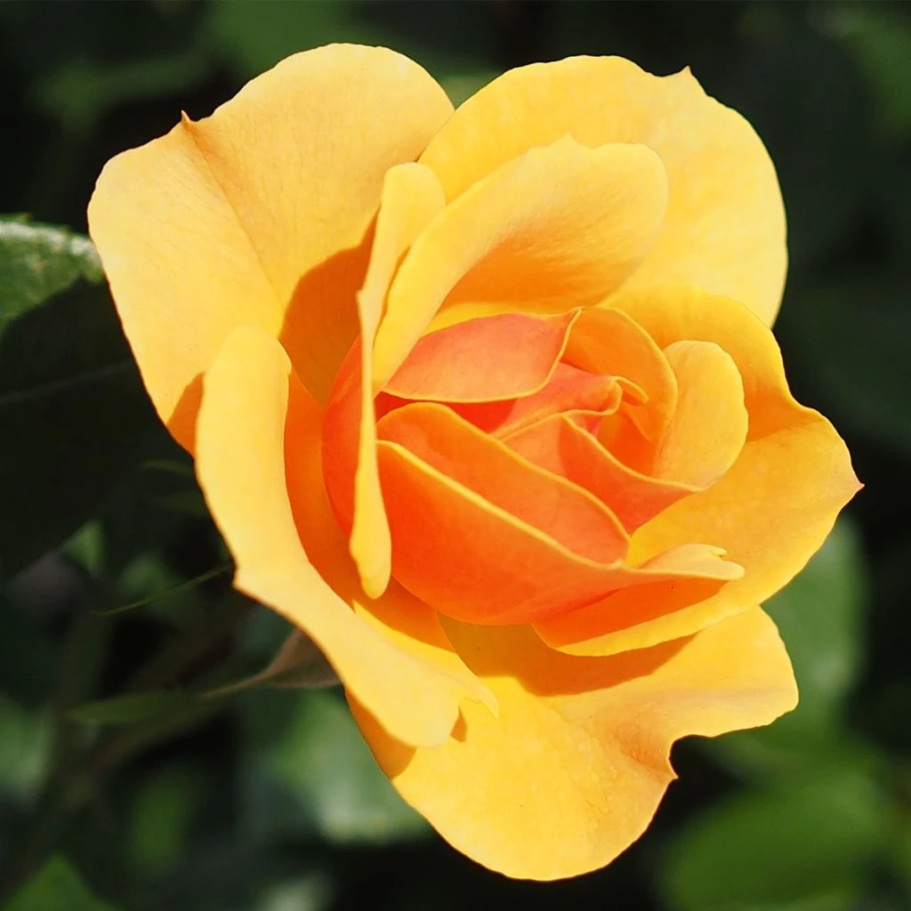 Rosier à Grandes Fleurs Rose Alleyson 1 Rosier à Grandes Fleurs Rose Alleyson