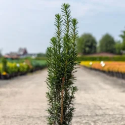 If Commun - Taxus Baccata Fastigiata Black Tower