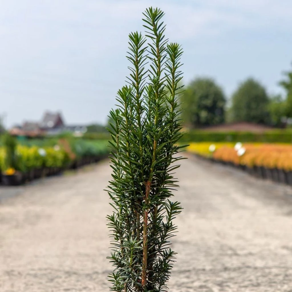 If Commun - Taxus Baccata Fastigiata Black Tower 1 If Commun - Taxus Baccata Fastigiata Black Tower
