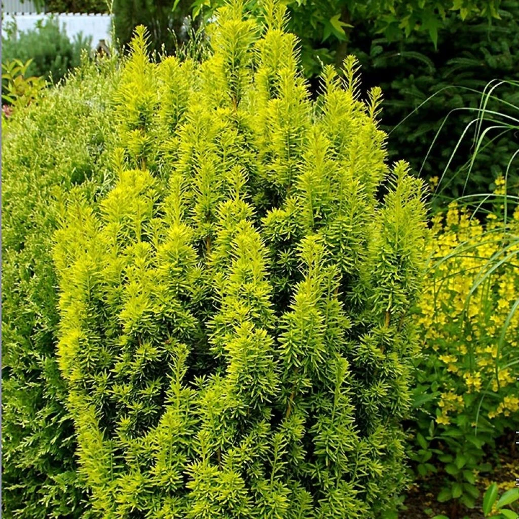 Taxus Baccata David - If Colonnaire Panaché 1 Taxus Baccata David - If Colonnaire Panaché