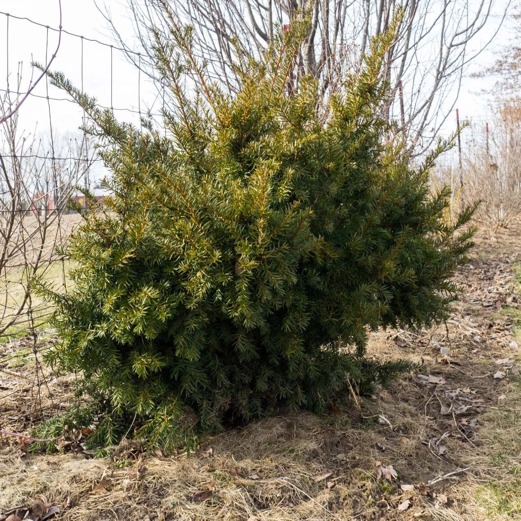 Taxus Media Densiformis - If Hybride 1 Taxus Media Densiformis - If Hybride