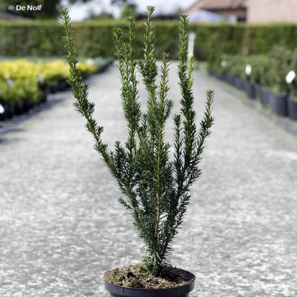 Taxus Media Hillii - If Hybride 1 Taxus Media Hillii - If Hybride