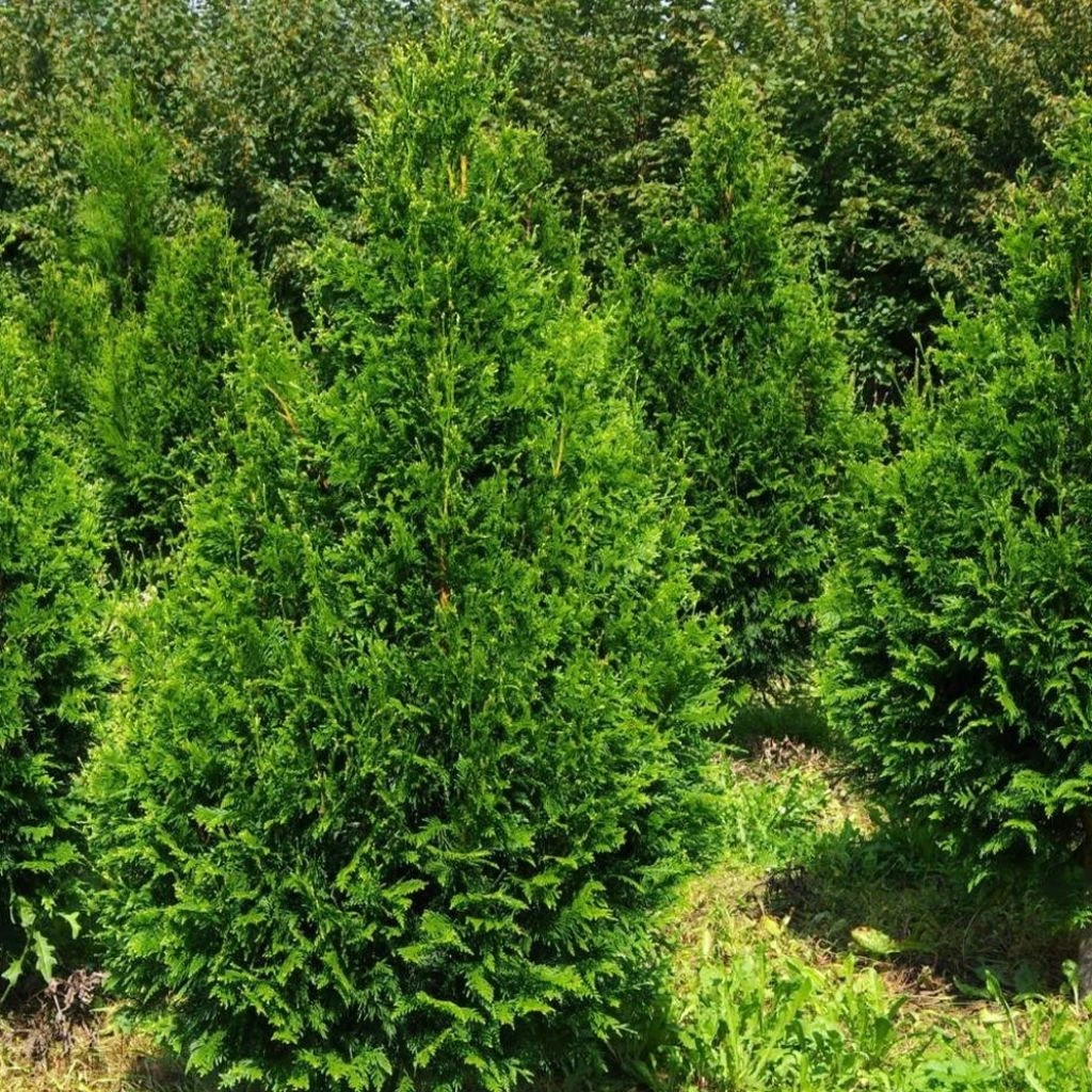 Thuja Plicata Can-Can - Thuya Compact 1 Thuja Plicata Can-Can - Thuya Compact