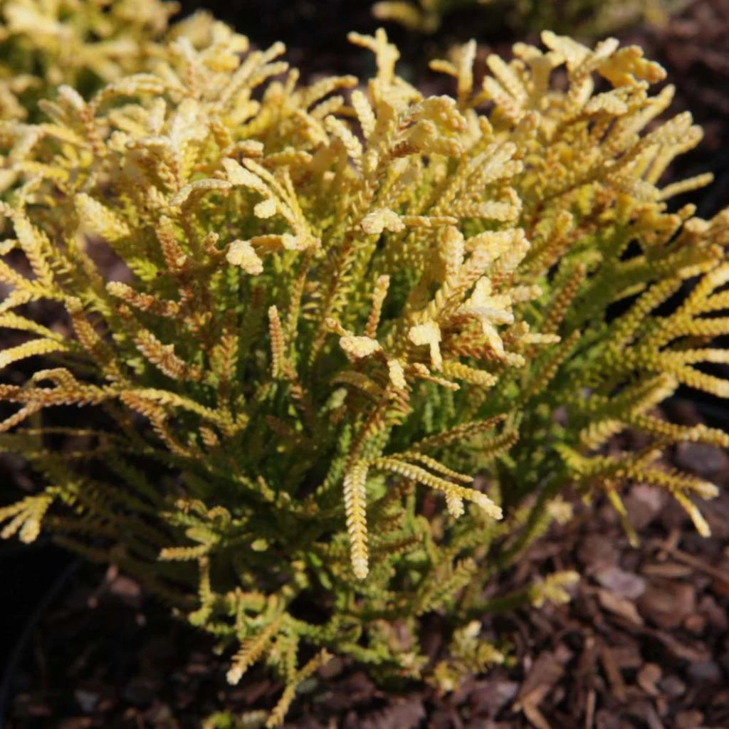 Thuya Du Japon - Thujopsis Dolobrata Solar Flare 1 Thuya Du Japon - Thujopsis Dolobrata Solar Flare