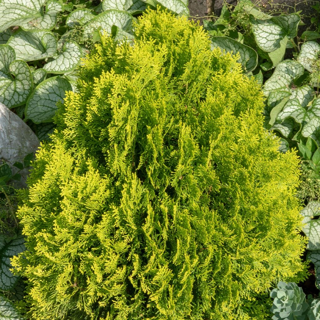 Thuja Occidentalis Golden Smaragd - Thuya Du Canada 1 Thuja Occidentalis Golden Smaragd - Thuya Du Canada