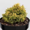 Cryptomeria Japonica Twinkle Toes