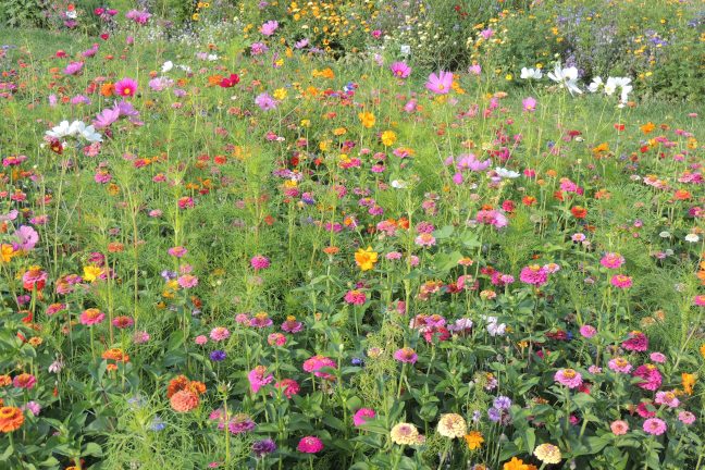 Promos Frais Jardin Magasin -Promos Frais Jardin Magasin 2