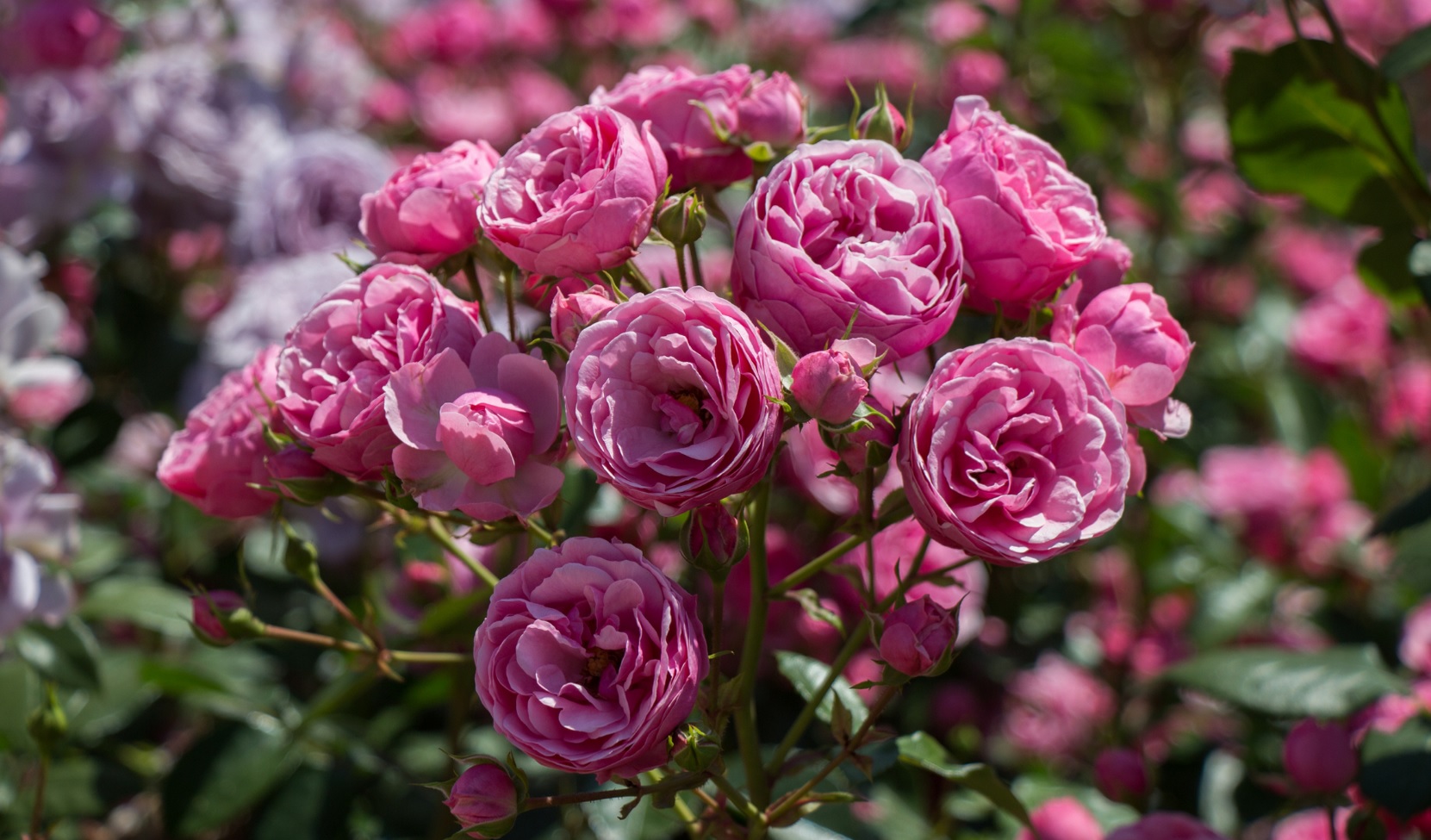 Promos Frais Jardin Magasin -Promos Frais Jardin Magasin Untitled