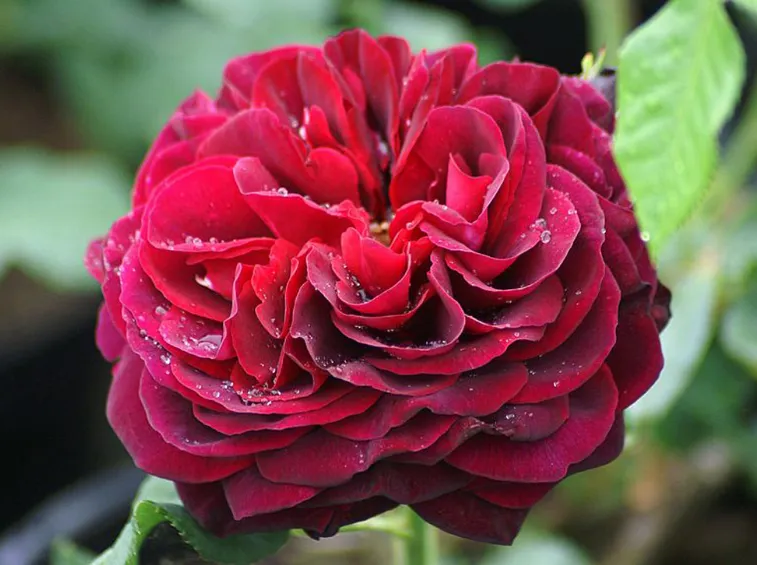 Promos Frais Jardin Magasin -Promos Frais Jardin Magasin rosiers romantiques astrid grafin von hardenberg nfr 339